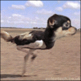 /album/pohibujuce/ostrichdog-1-gif/